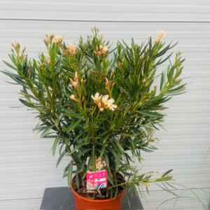 Oleander struik 60 cm, kleur Crème Oranje