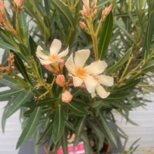 Oleander struik 60 cm, kleur Crème Oranje