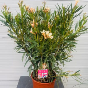 Oleander struik 60 cm, kleur Crème Oranje