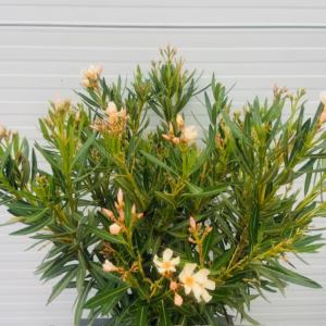 Oleander struik 60 cm, kleur Crème Oranje