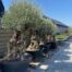 Olijfboom met dikke geleefde stam P120