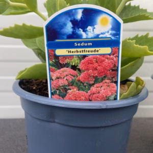 Sedum 'Herbstfreude' (hemelssleutel)