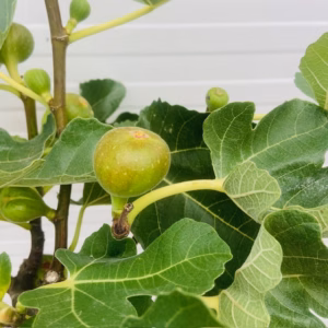 Ficus (Vijg) carica All year Hector
