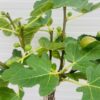 Ficus (Vijg) carica All year Hector