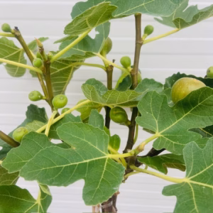 Ficus (Vijg) carica All year Hector