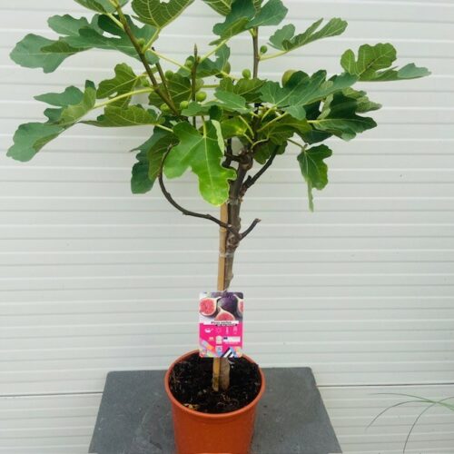 Ficus (Vijg) carica All year Hector