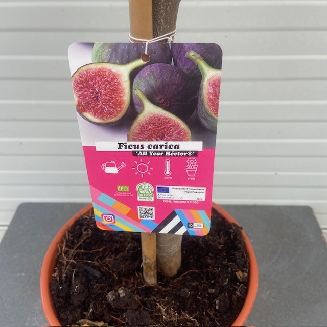 Ficus (Vijg) carica All year Hector