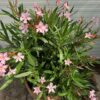 Half portvat 55 liter beplant met roze Oleander