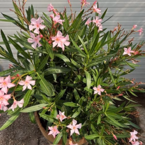 Half portvat 55 liter beplant met roze Oleander