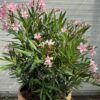 Half portvat 55 liter beplant met roze Oleander