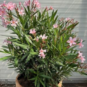 Half portvat 55 liter beplant met roze Oleander