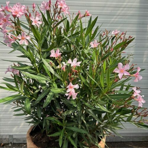 Half portvat 55 liter beplant met roze Oleander