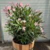 Half portvat 55 liter beplant met roze Oleander