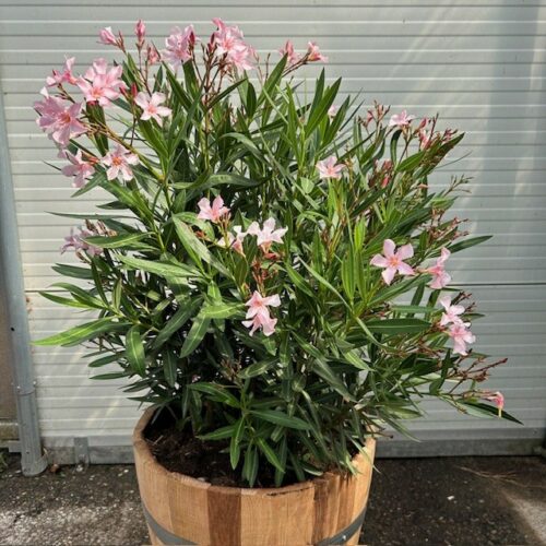 Half portvat 55 liter beplant met roze Oleander