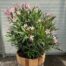 Half portvat 55 liter beplant met roze Oleander