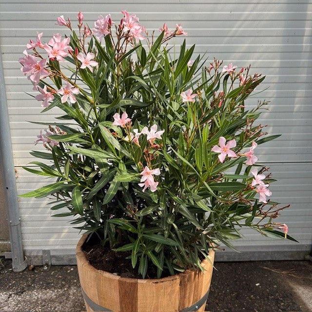 Half portvat 55 liter beplant met roze Oleander