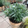 Half portvat 55 liter beplant met witte Oleander
