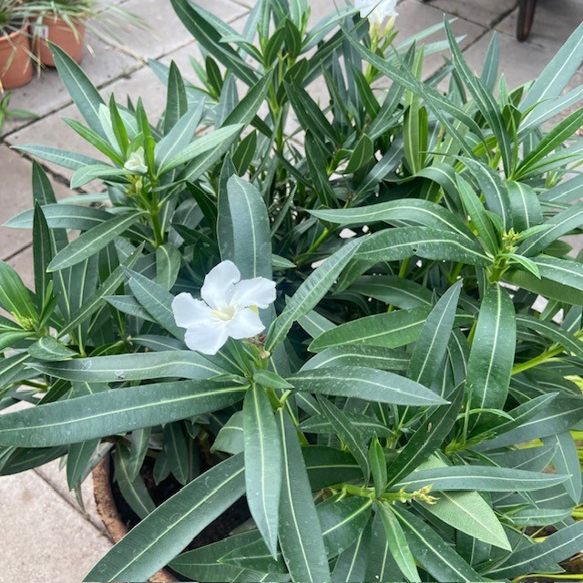 Half portvat 55 liter beplant met witte Oleander