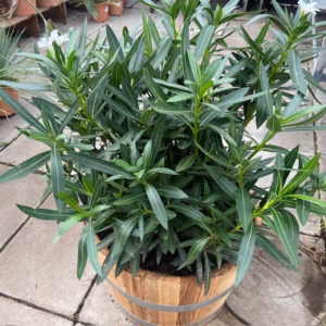 Half portvat 55 liter beplant met witte Oleander