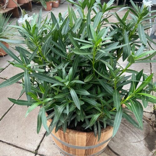 Half portvat 55 liter beplant met witte Oleander