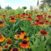 Helenium Hybride 'Short 'n Sassy' (zonnekruid)
