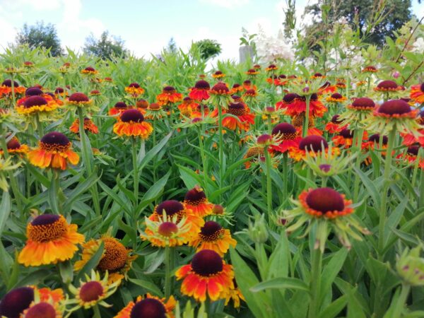 Helenium Hybride 'Short 'n Sassy' (zonnekruid)