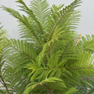 Jacaranda mimosifolia Bonsai Blue (Palissanderboom) 90 cm