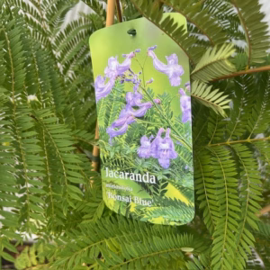 Jacaranda mimosifolia Bonsai Blue (Palissanderboom) 90 cm