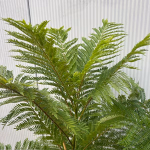 Jacaranda mimosifolia Bonsai Blue (Palissanderboom) 90 cm