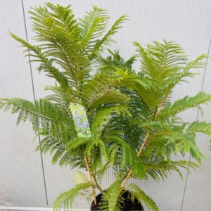 Jacaranda mimosifolia Bonsai Blue (Palissanderboom) 90 cm