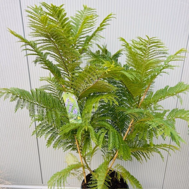 Jacaranda mimosifolia Bonsai Blue (Palissanderboom) 90 cm