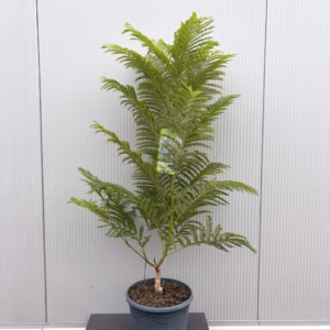 Jacaranda mimosifolia Bonsai Blue (Palissanderboom) 90 cm