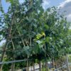 Tilia europaea 'Pallida' (linde, Leidinde)