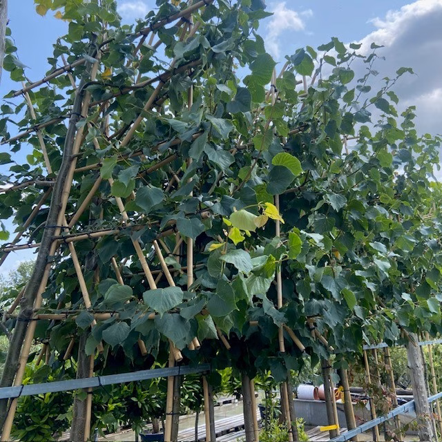Tilia europaea 'Pallida' (linde, Leidinde)