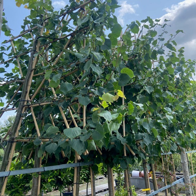 Tilia europaea 'Pallida' (linde, Leidinde)