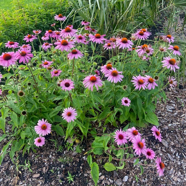 Echinacea purp. 'Magnus' (Zonnehoed)