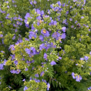 Polemonium caeruleum 'Bambino Blue'