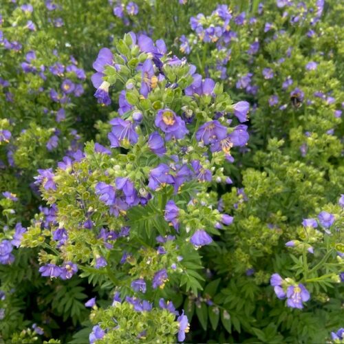 Polemonium caeruleum 'Bambino Blue'