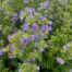 Polemonium caeruleum 'Bambino Blue'