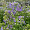 Polemonium caeruleum 'Bambino Blue'