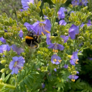 Polemonium caeruleum 'Bambino Blue'