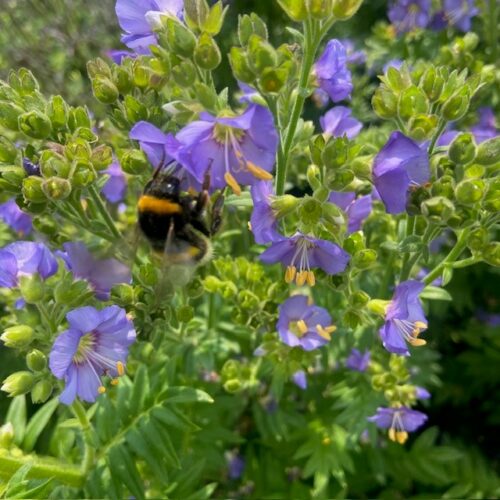 Polemonium (Jacobsladder)