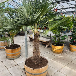 Half wijnvat 112 liter met Trachycarpus fortunei