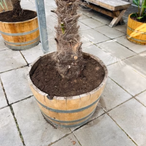 Half wijnvat 112 liter met Trachycarpus fortunei