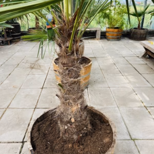 Half wijnvat 112 liter met Trachycarpus fortunei