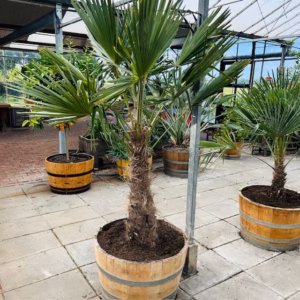 Half wijnvat 112 liter met Trachycarpus fortunei