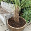Half wijnvat 112 liter met Trachycarpus fortunei  160 cm