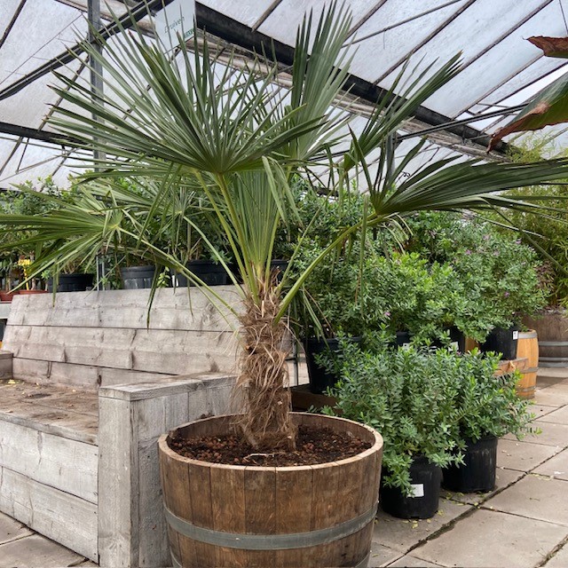 Half wijnvat 112 liter met Trachycarpus fortunei  160 cm