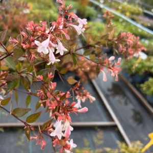 Abelia Grandiflora