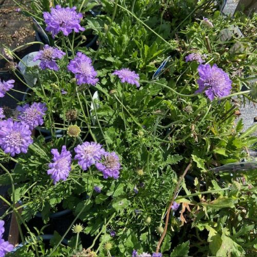 Scabiosa columbaria 'Butterfly Blue'